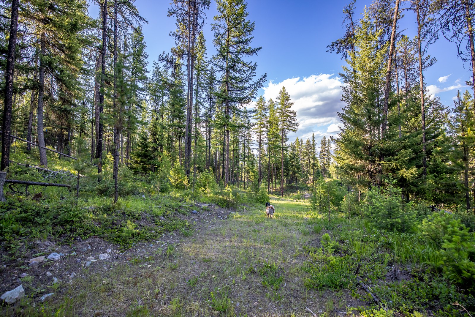 300 Salish Mountains Drive Property Photo 77