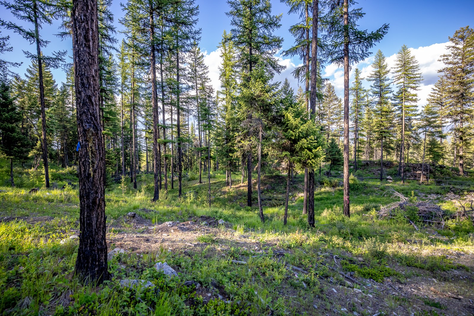 300 Salish Mountains Drive Property Photo 82
