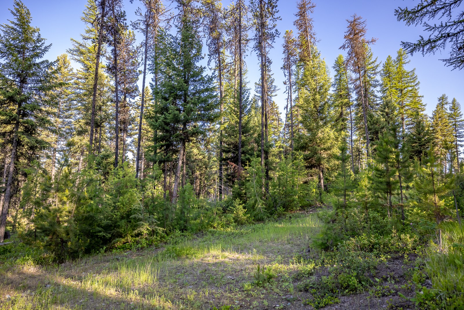 300 Salish Mountains Drive Property Photo 83