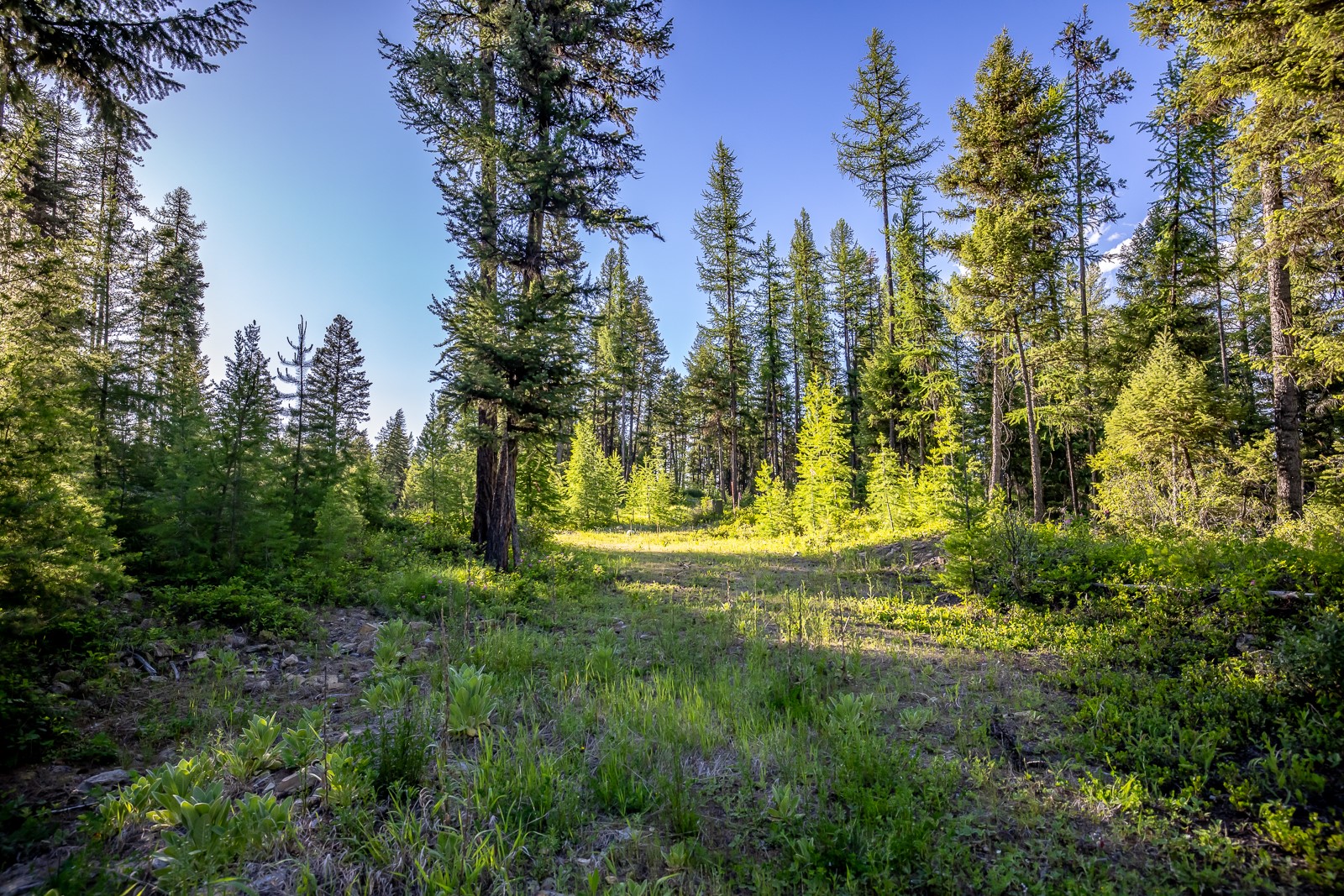 300 Salish Mountains Drive Property Photo 86