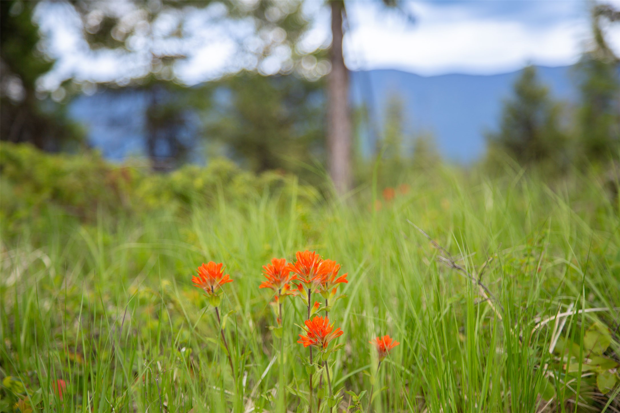 2290 Mountain Home Road Property Photo 49