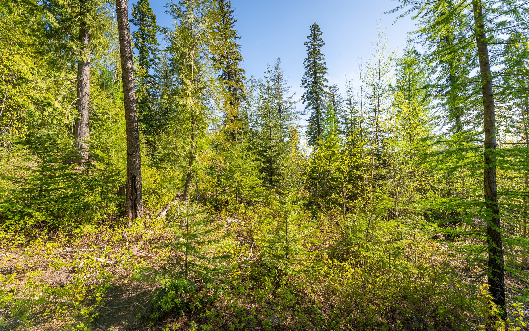 165 Woodland Star Circle Property Photo 25