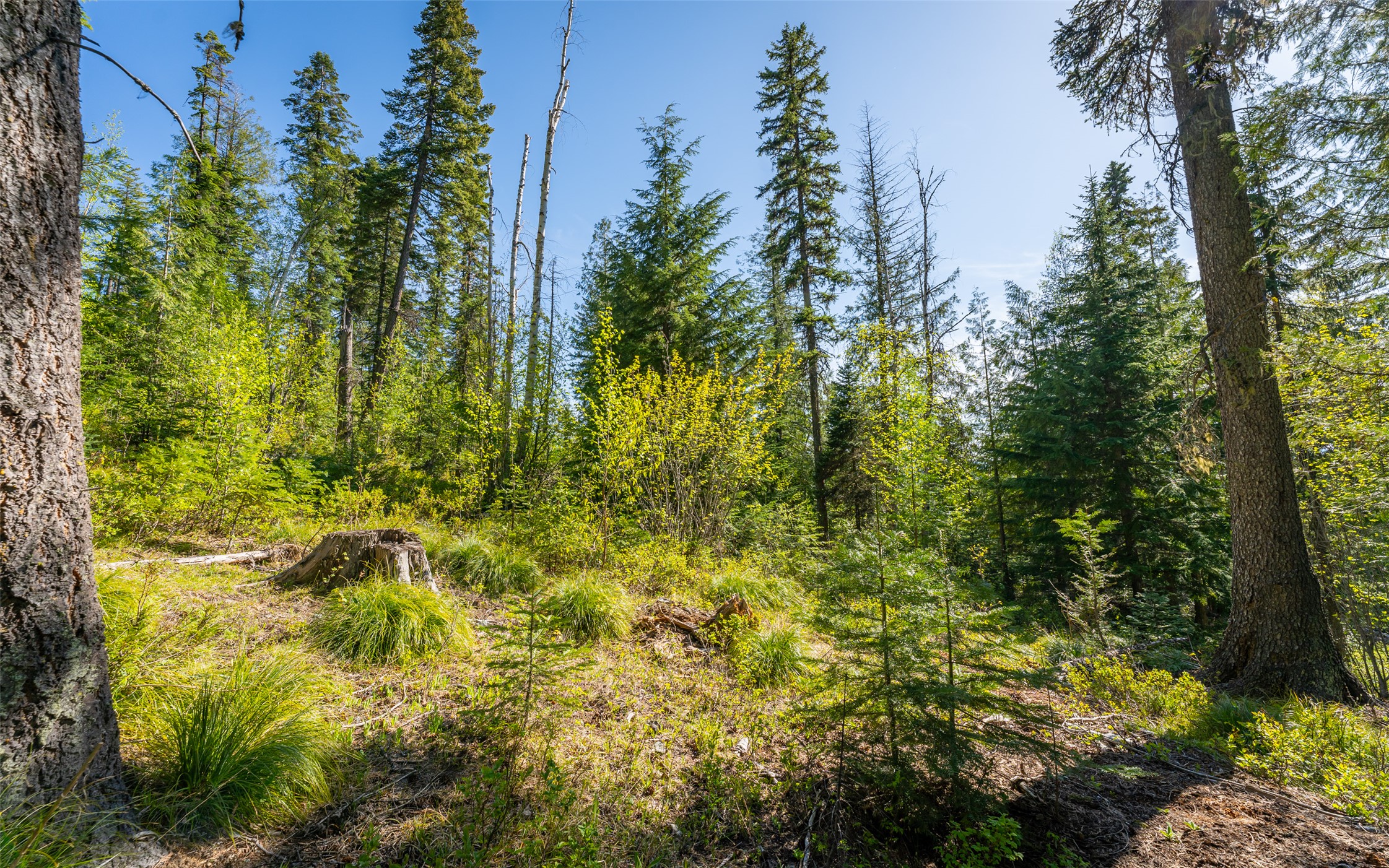 165 Woodland Star Circle Property Photo 44