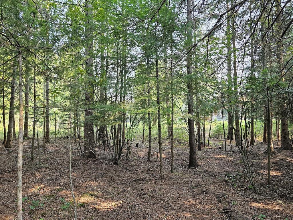 249 Pine Valley Loop Property Photo 7