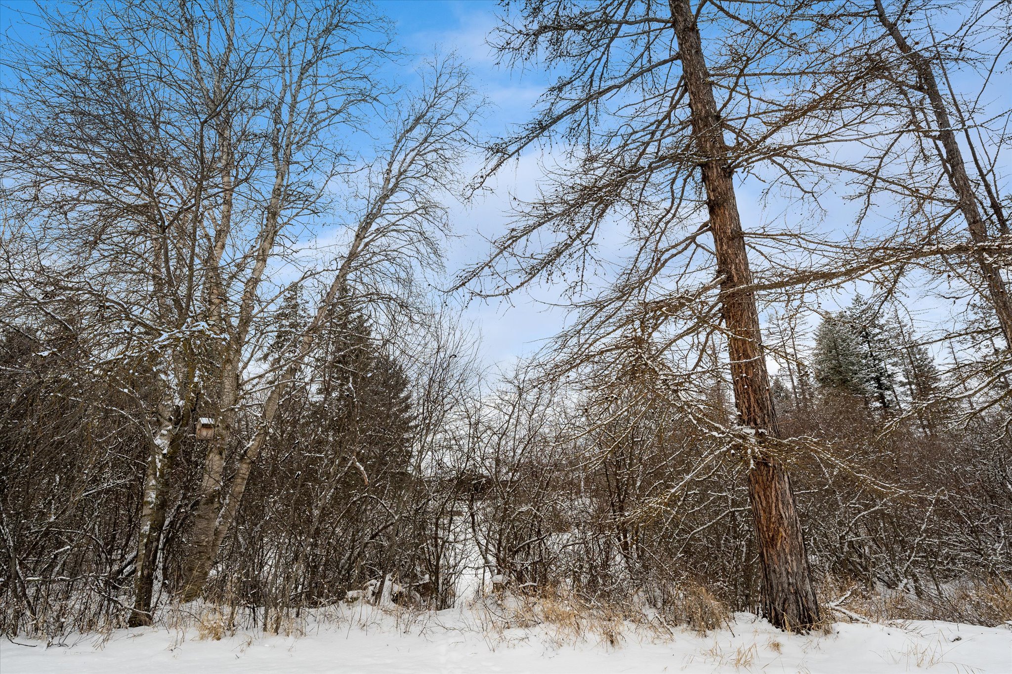 286 Soaring Pines Trail Property Photo 39