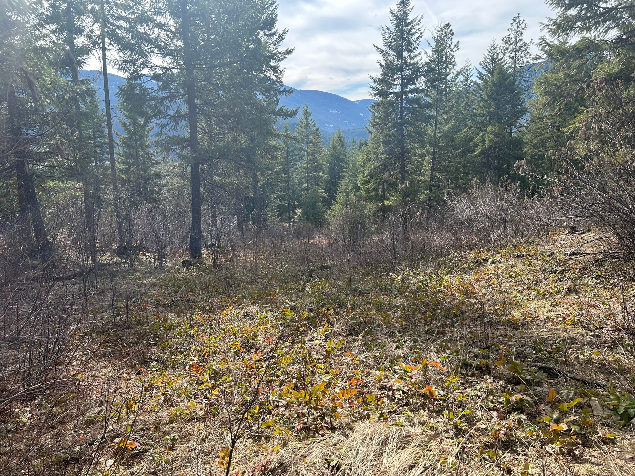 5 Red Fir Lane Property Photo 11