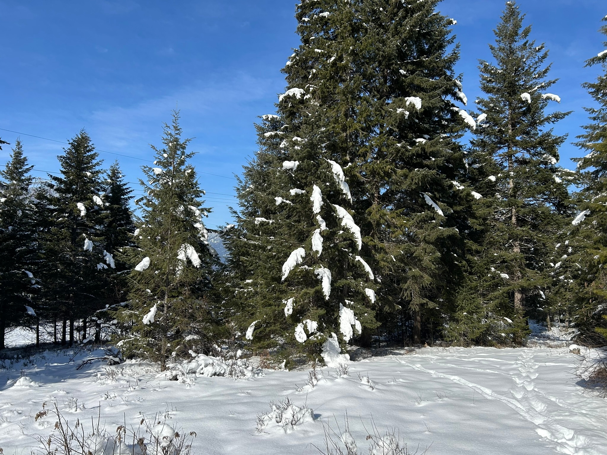 5 Red Fir Lane Property Photo 21