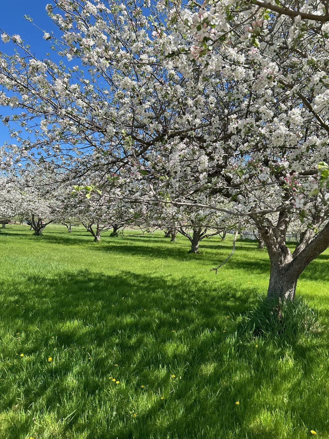 65637 Mt Highway 37 Property Photo 4