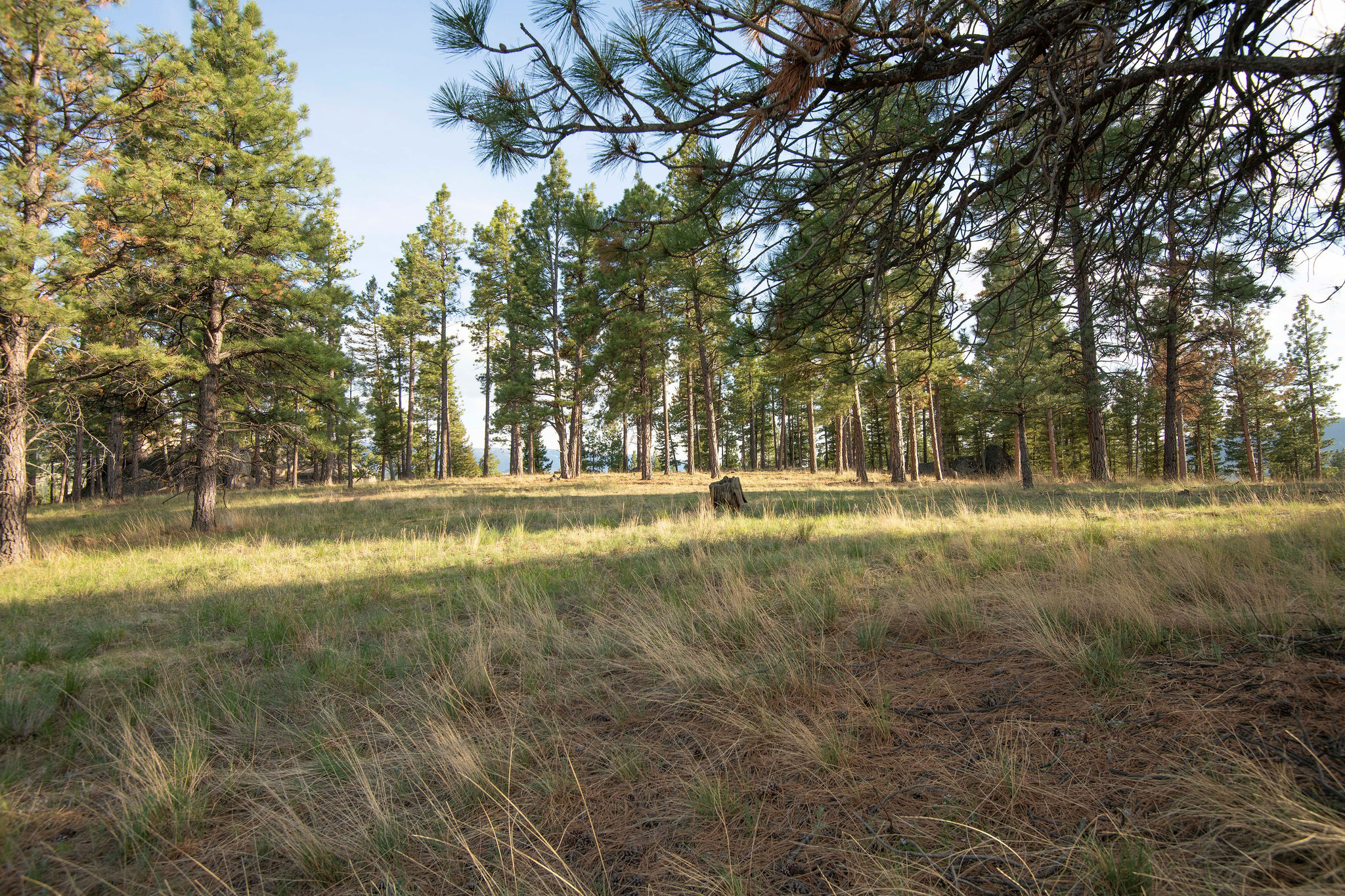Tbd Leaning Tree Lane Property Photo
