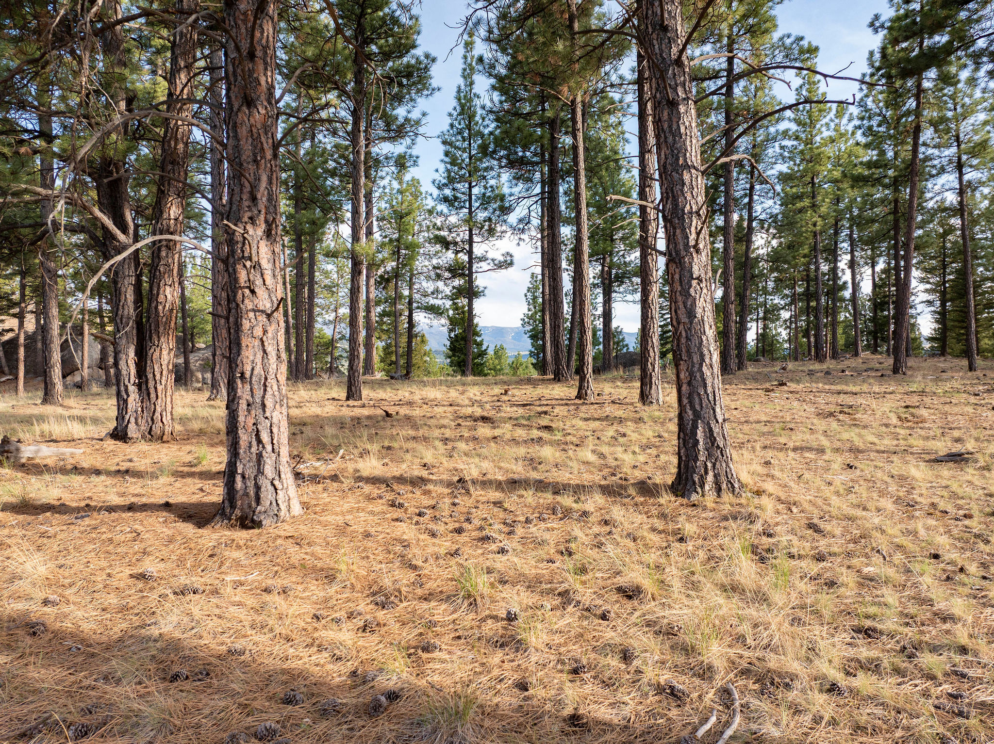 Tbd Leaning Tree Lane Property Photo 15