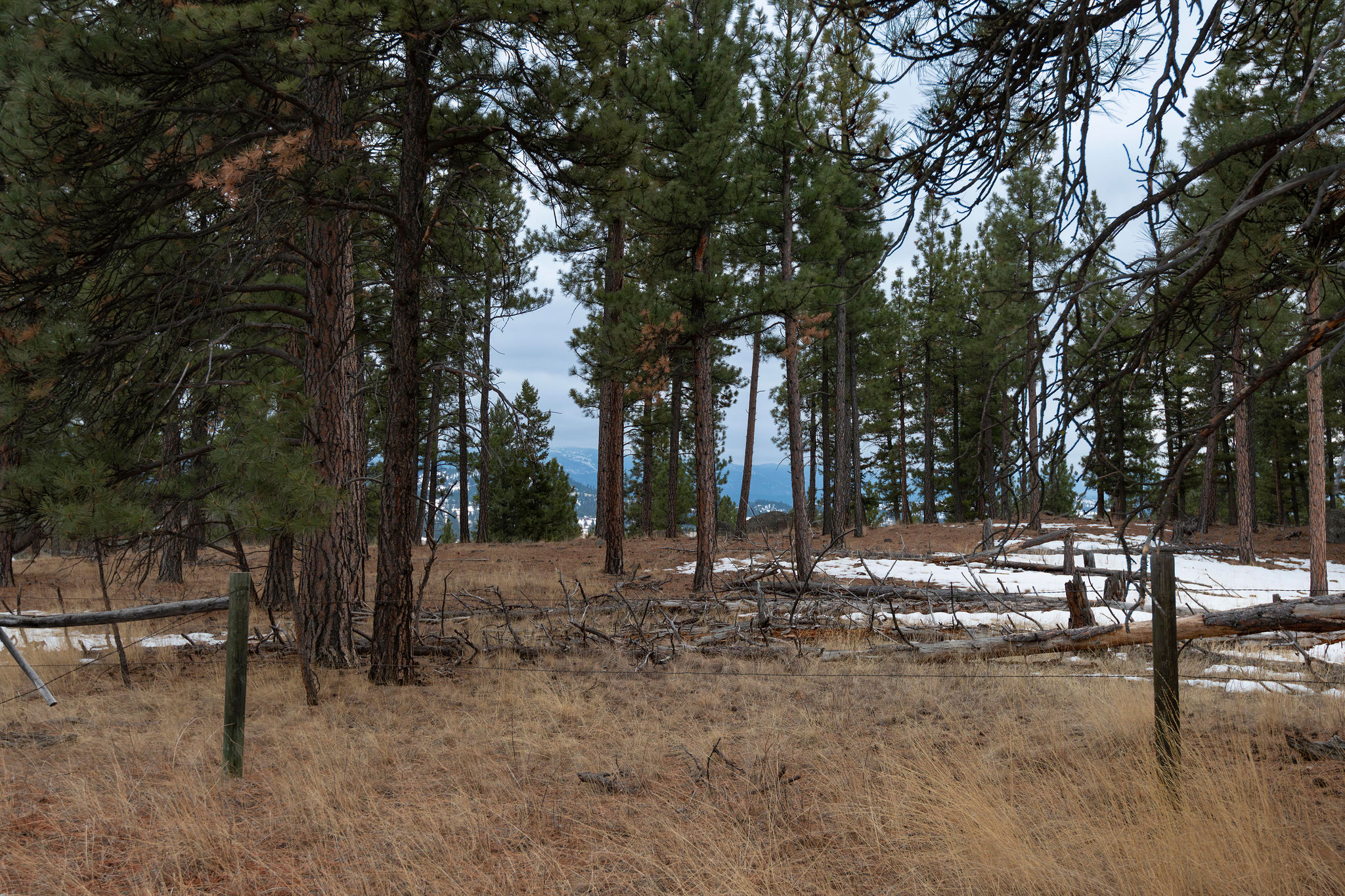 Tbd Leaning Tree Lane Property Photo 23