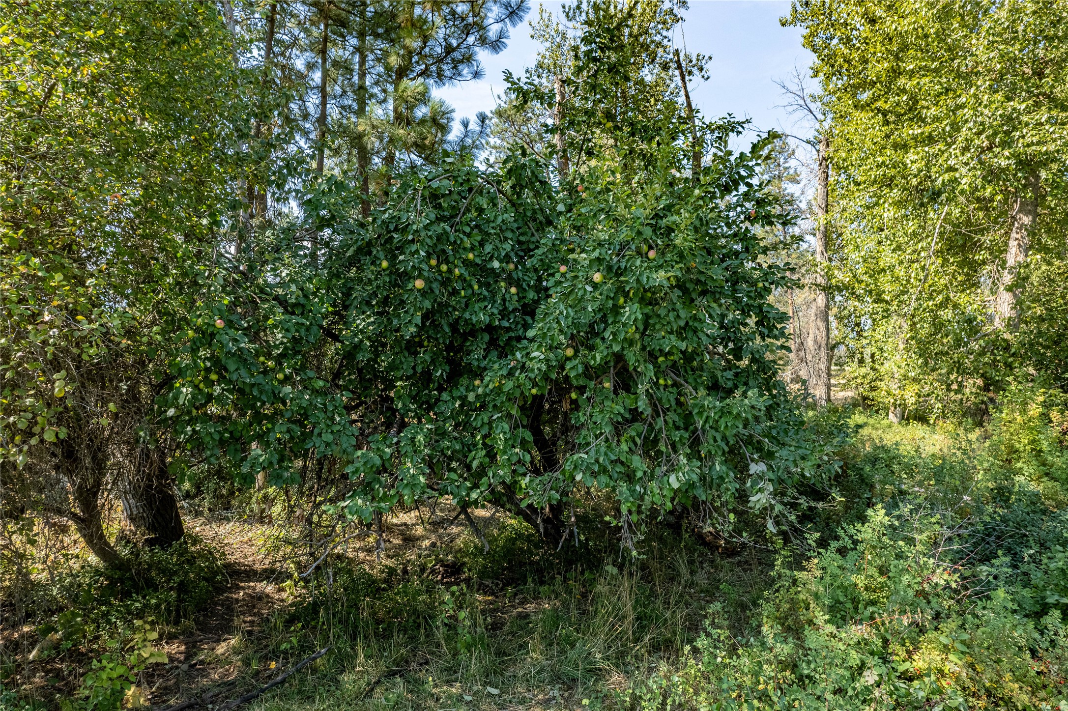Unk Hamel Road Property Photo 28