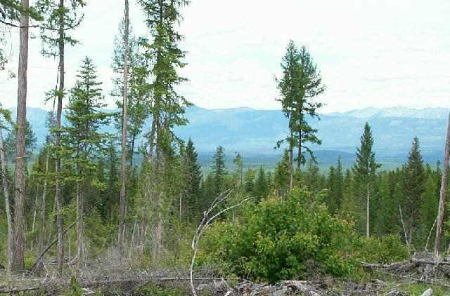 Whitefish Real Estate Listings Main Image