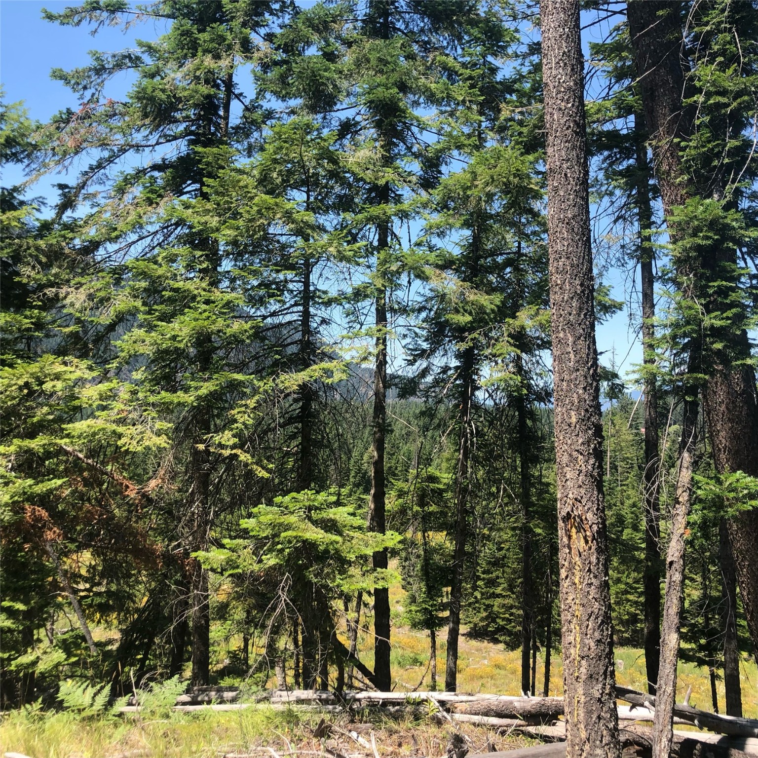 Lot 5 Flatiron Way Property Photo 6