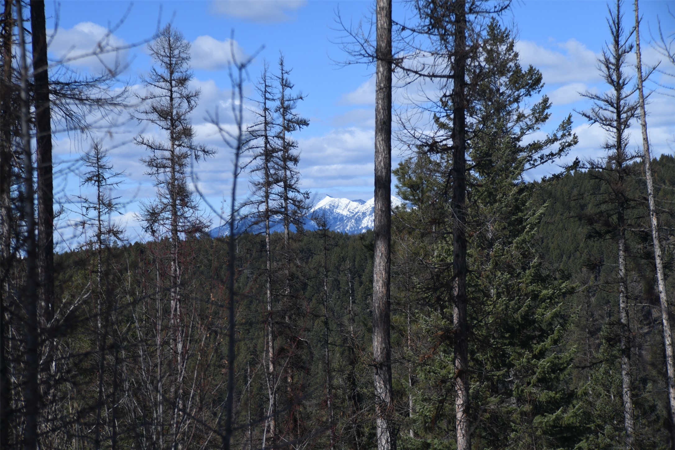 205 Timberjack Trail Property Photo
