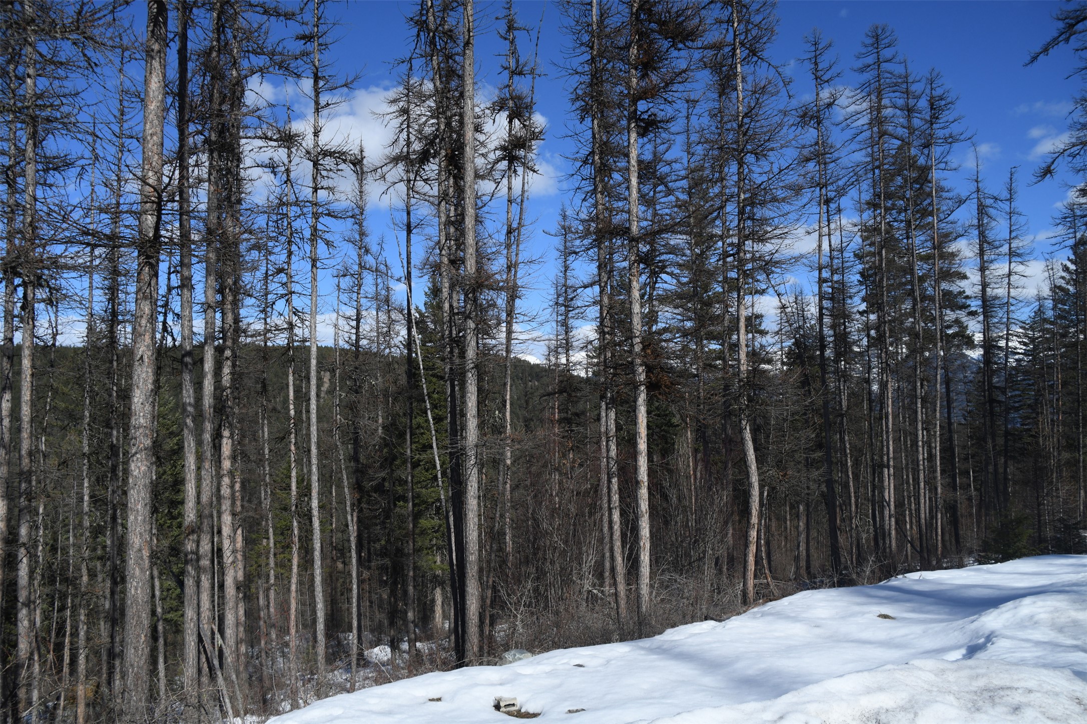 205 Timberjack Trail Property Photo 2