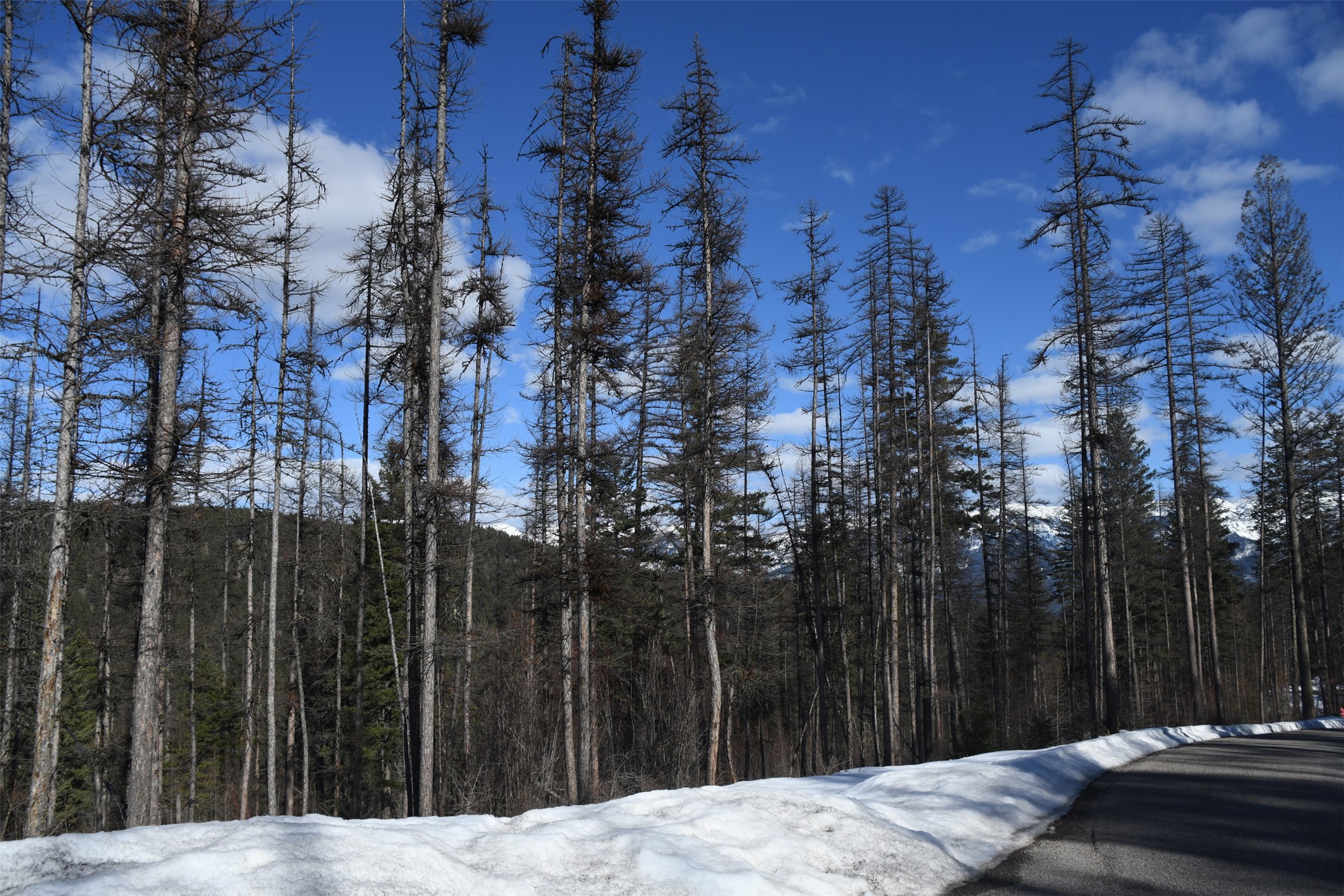 205 Timberjack Trail Property Photo 4