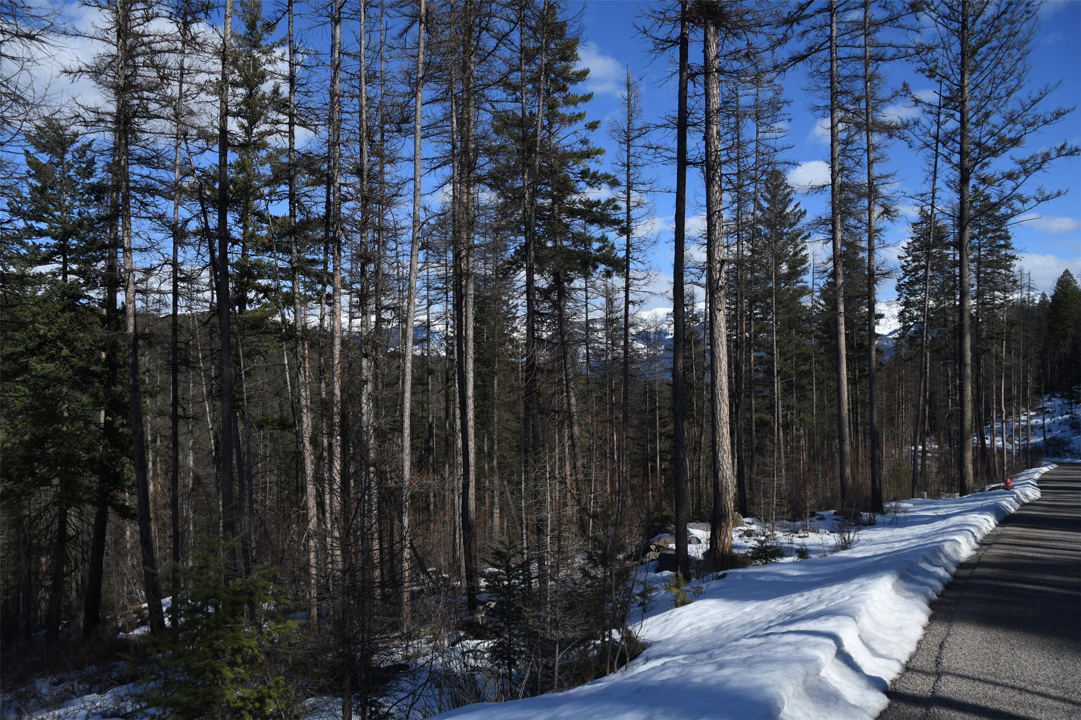 205 Timberjack Trail Property Photo 7