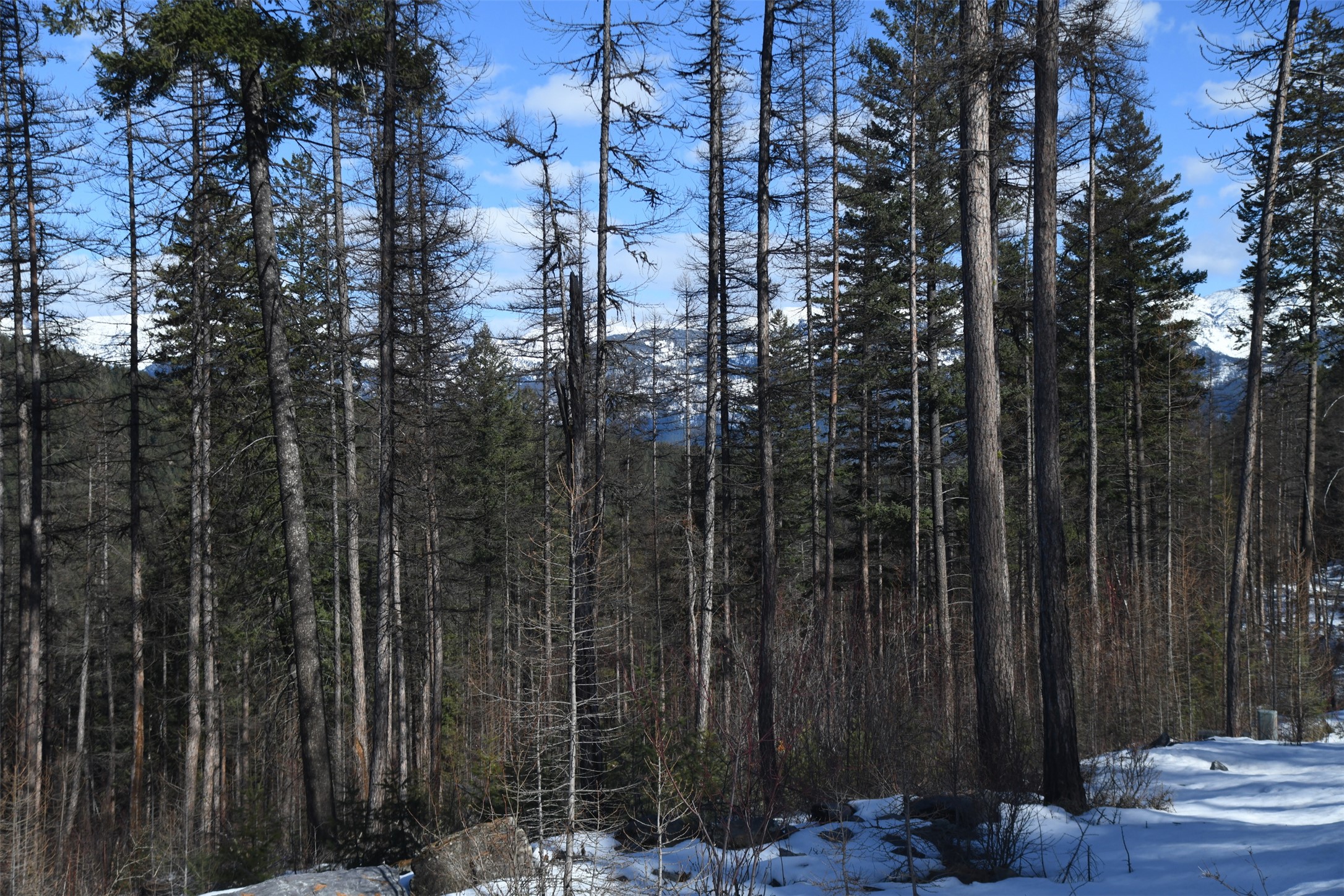 205 Timberjack Trail Property Photo 8