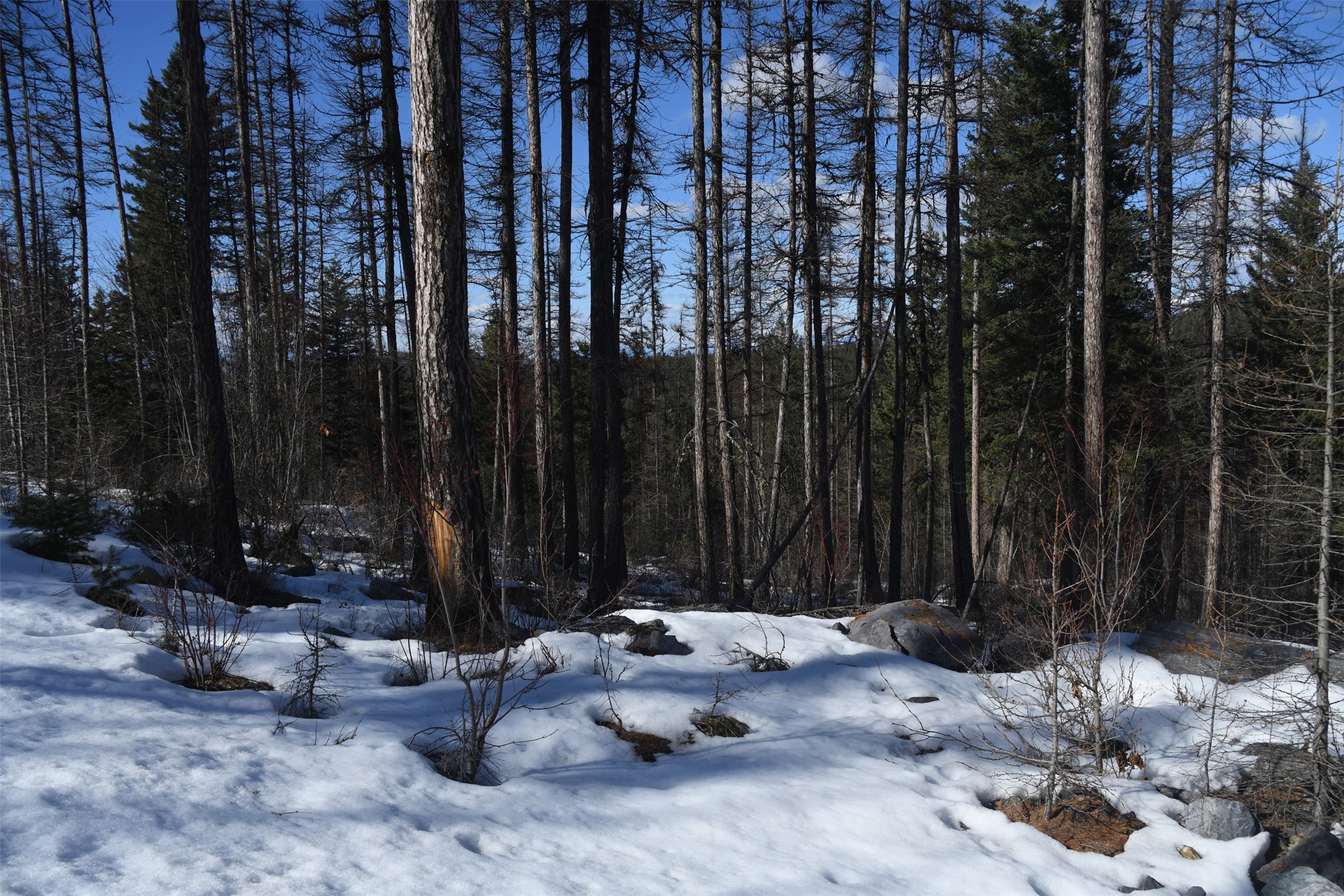 205 Timberjack Trail Property Photo 9