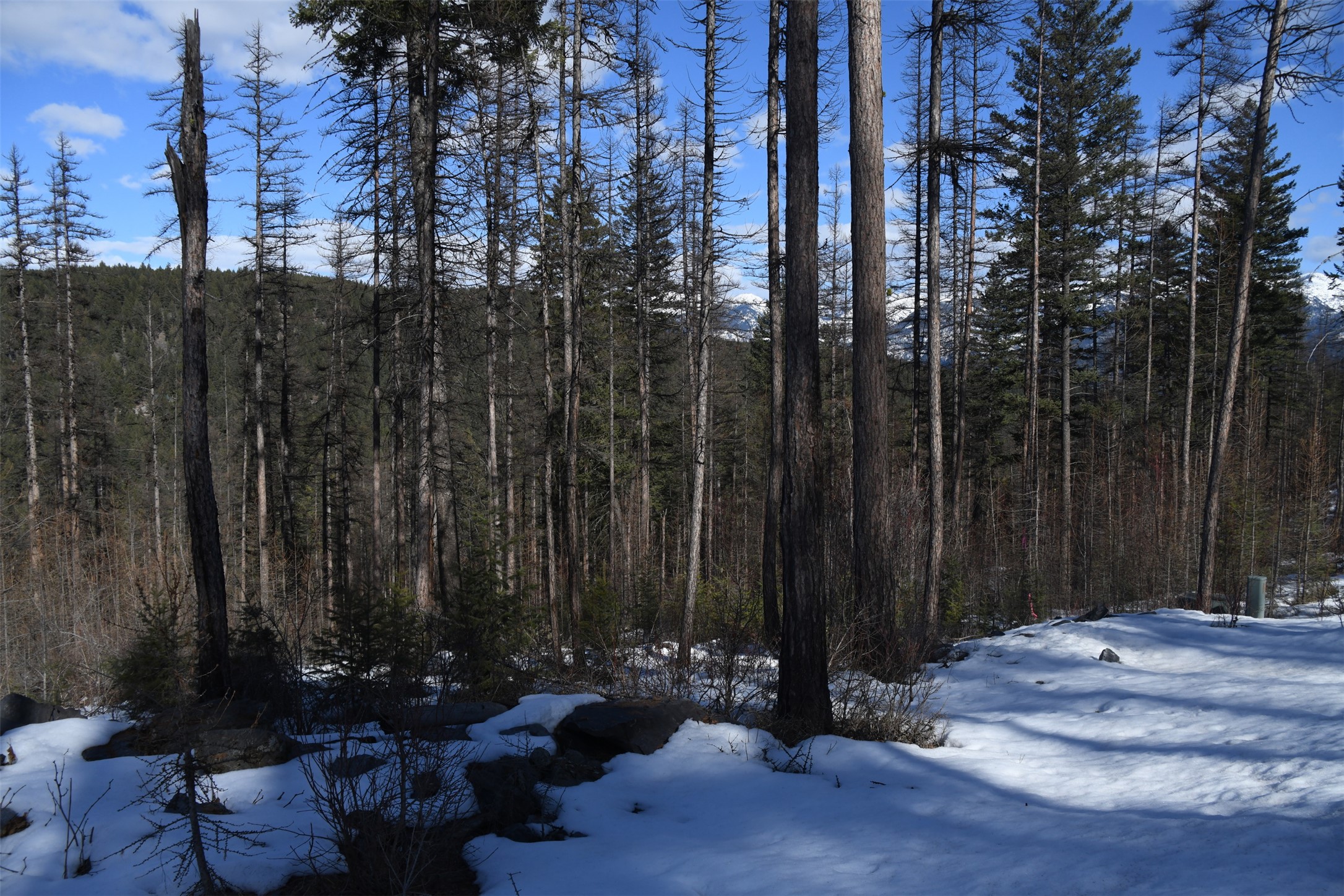 205 Timberjack Trail Property Photo 10