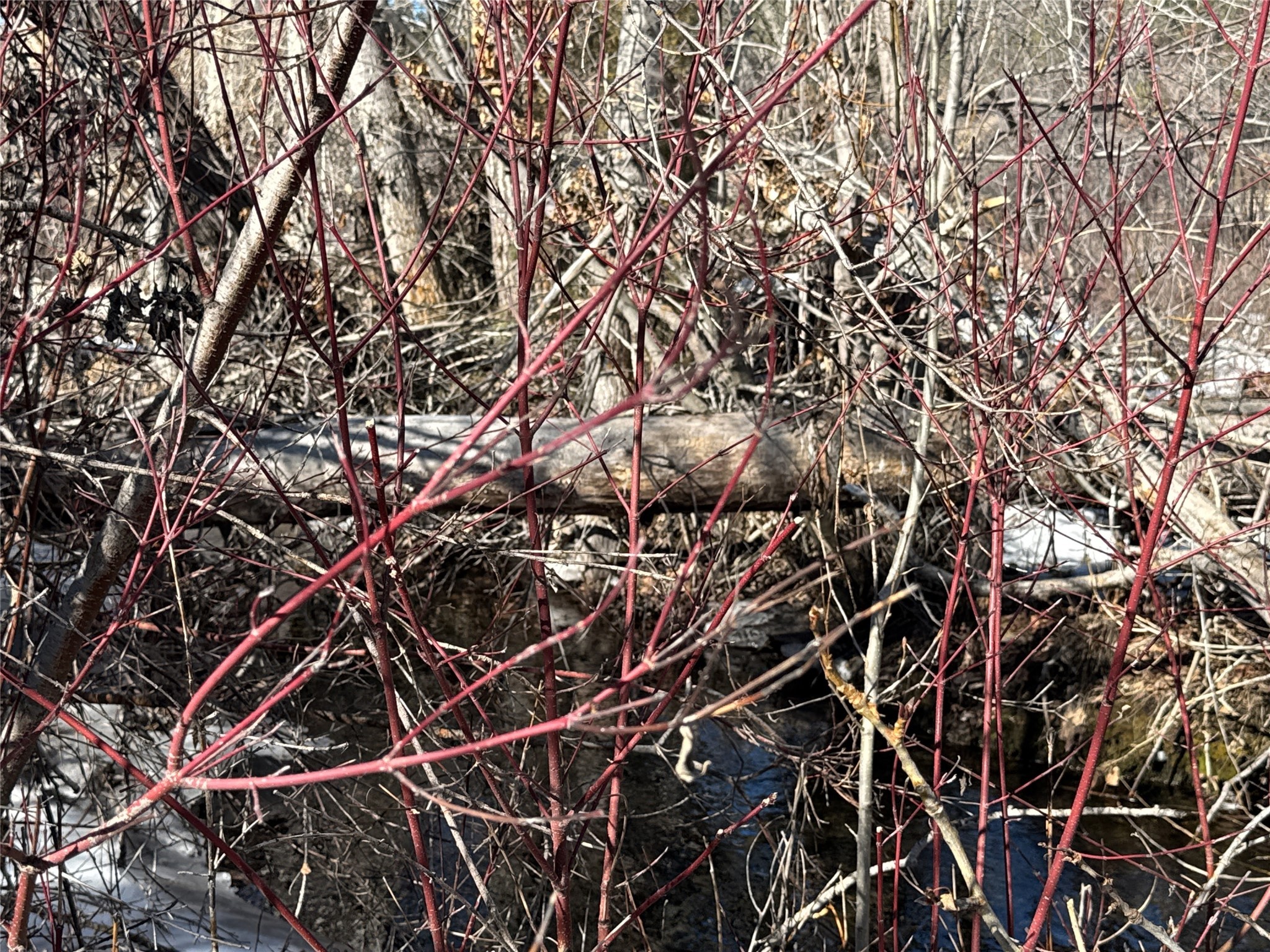 Nhn Middle Burnt Fork Road Property Photo 11
