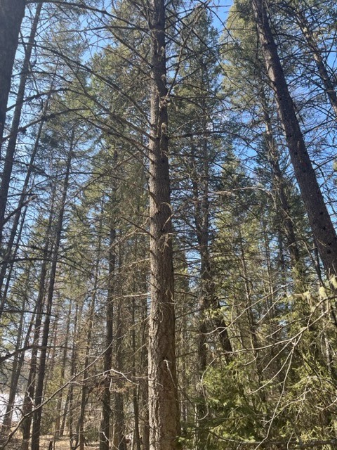 Lot 7 Sinclair Creek Road Property Photo 9