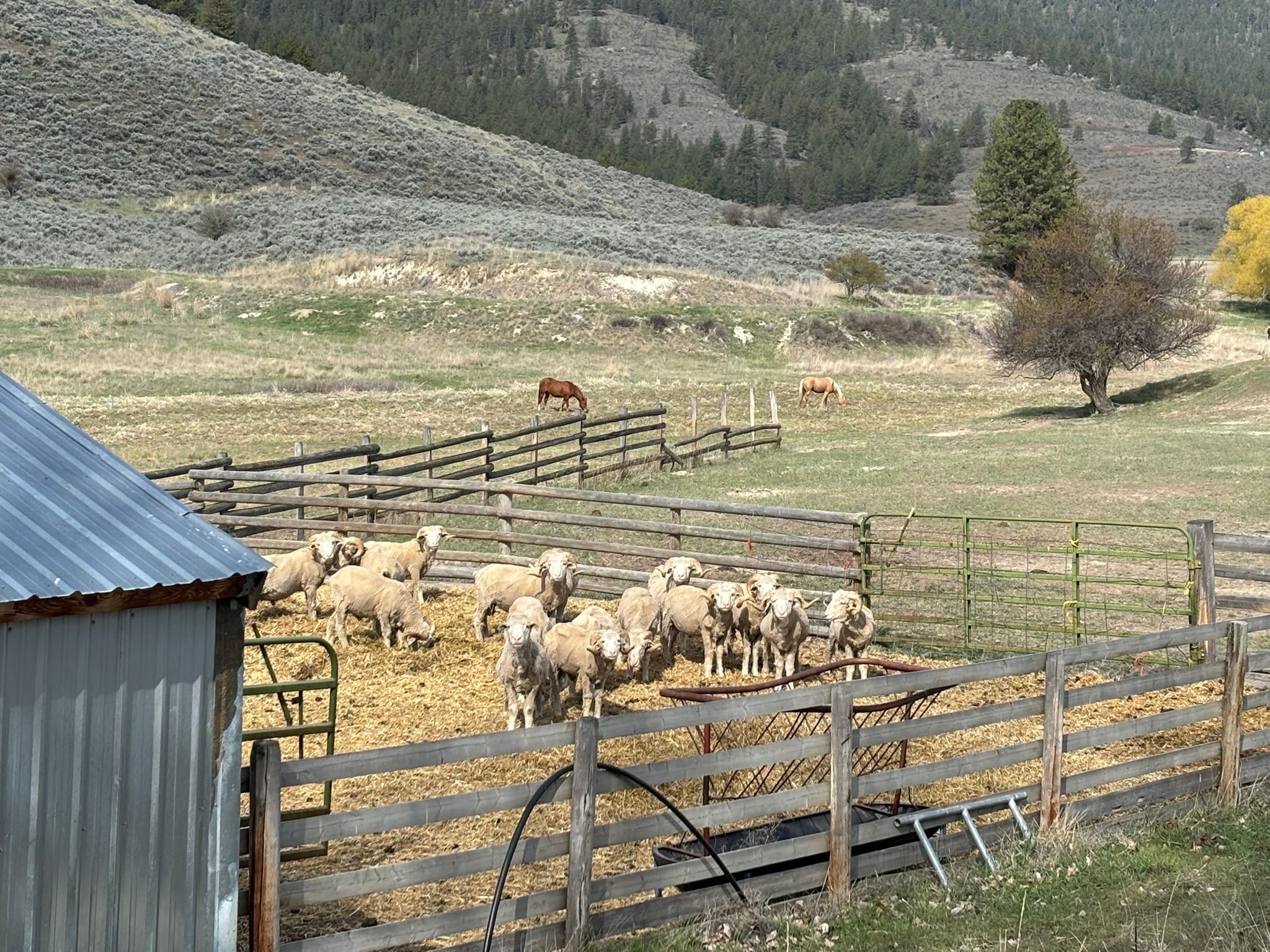 3 Finley Gulch Road Property Photo 3