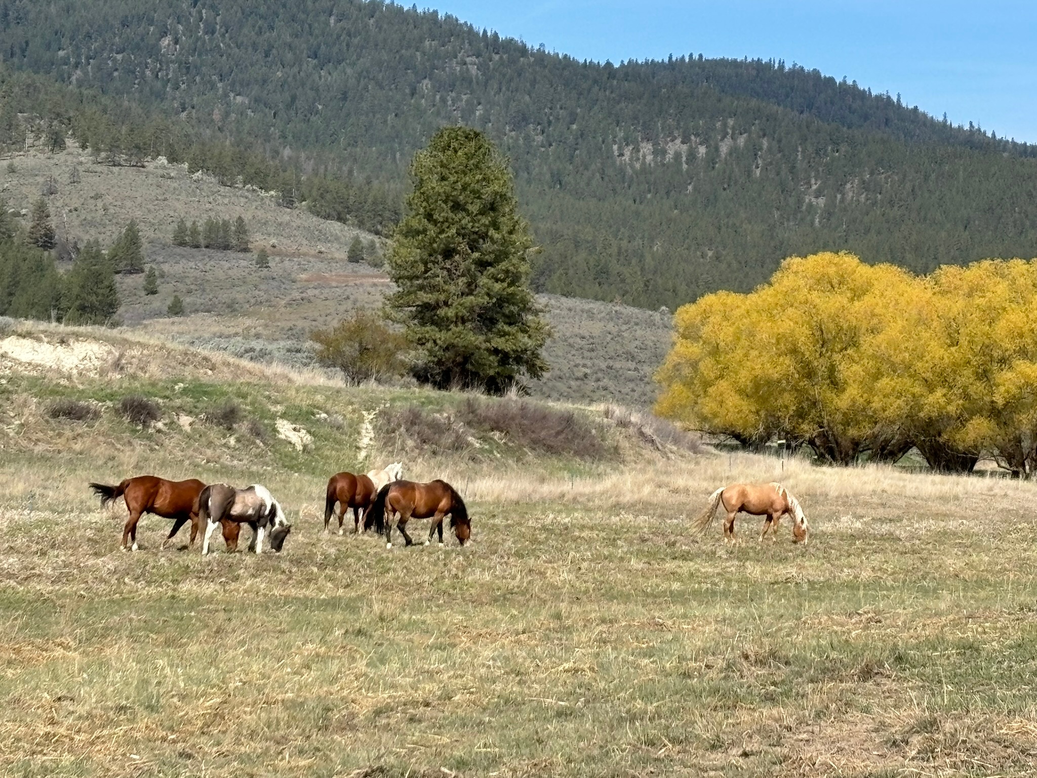 3 Finley Gulch Road Property Photo 80
