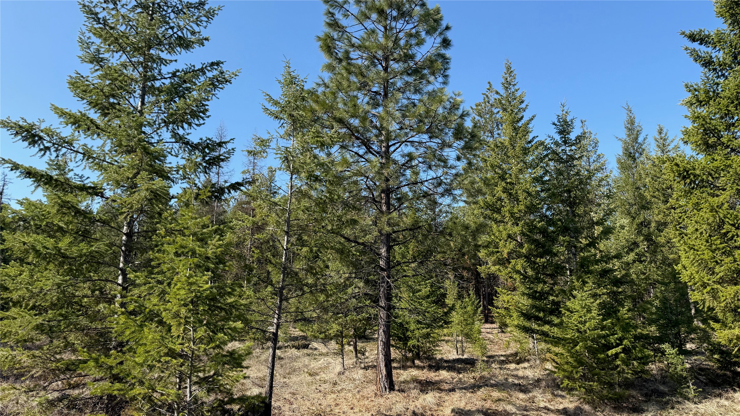 Tbd Kootenai Echo Trail Property Photo 5