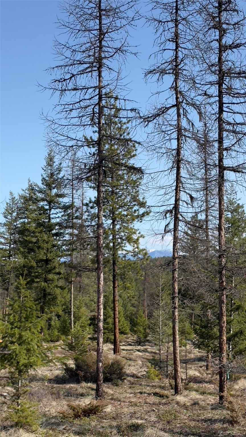 Tbd Kootenai Echo Trail Property Photo 19