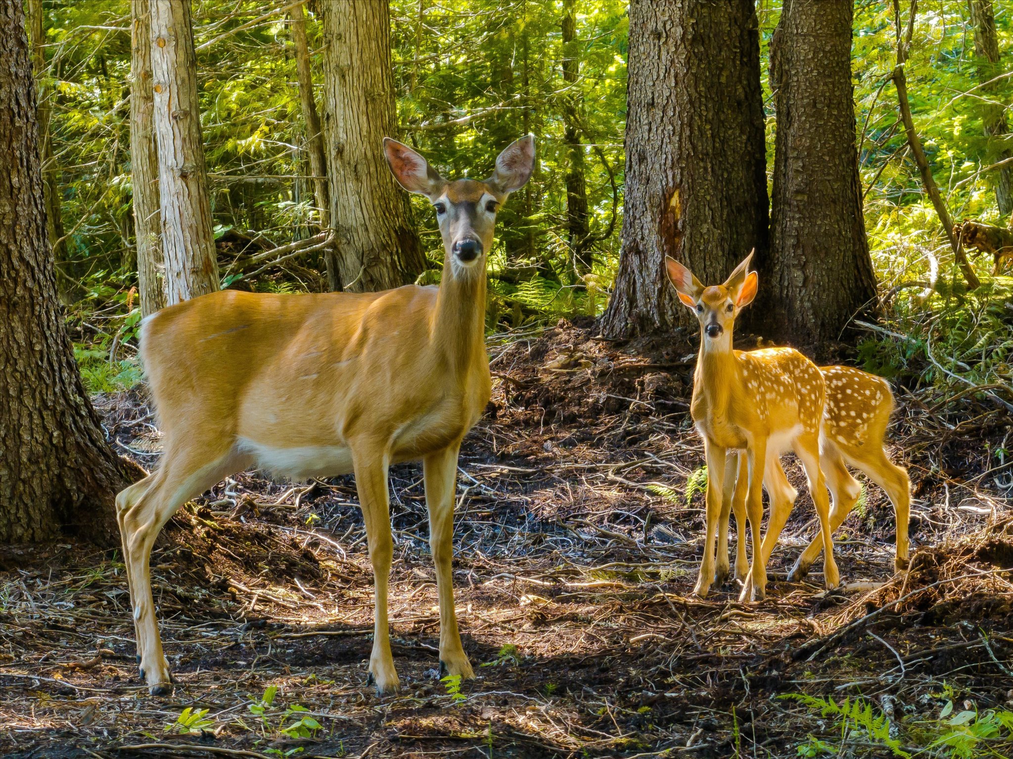 8556 Yaak River Road Property Photo 18