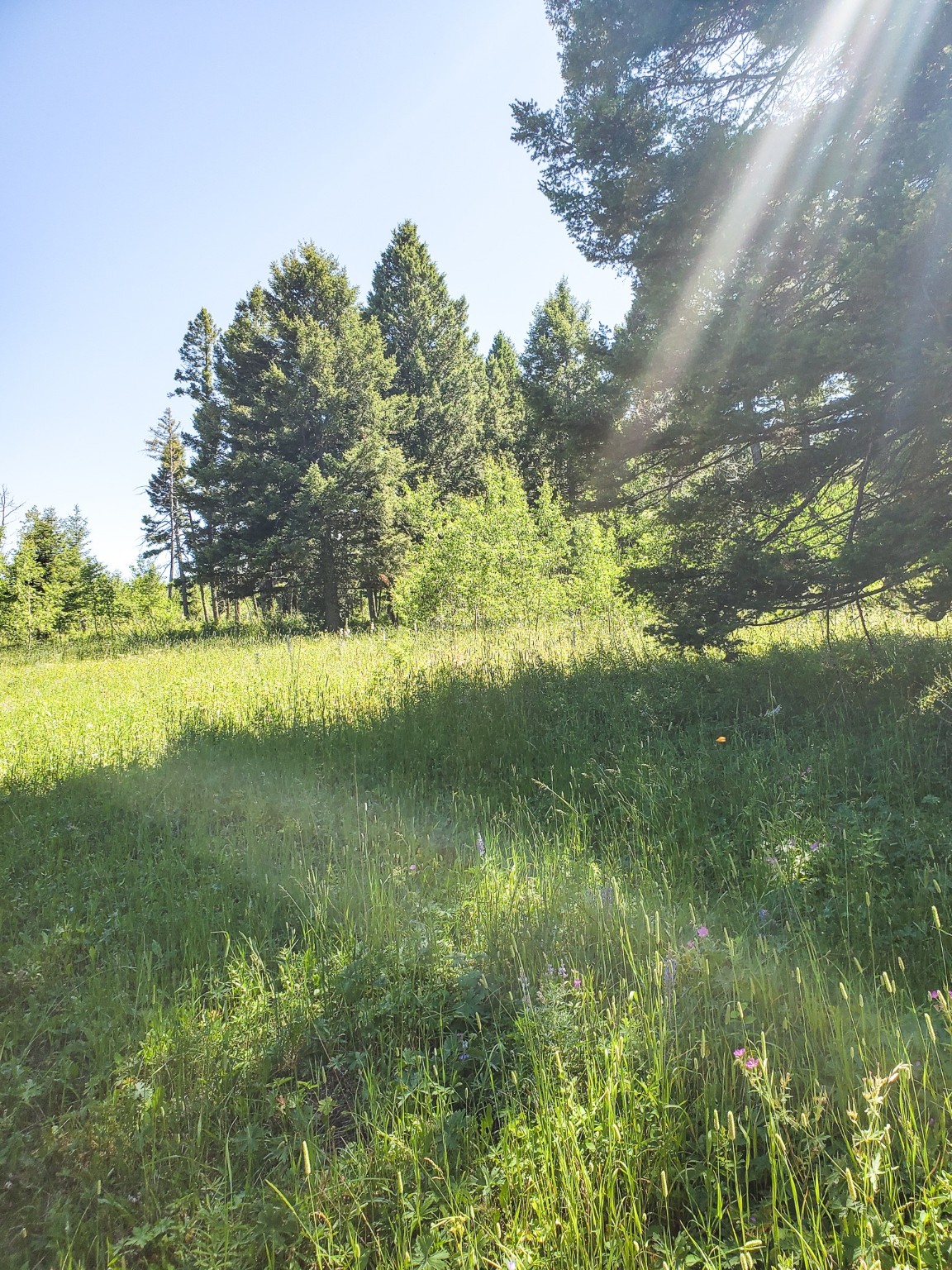Tbd Upper Deep Creek Property Photo 20