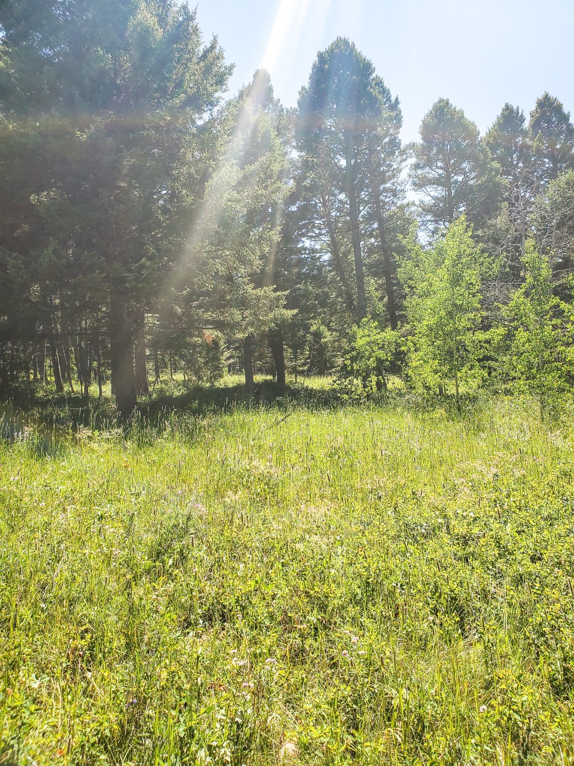 Tbd Upper Deep Creek Property Photo 21