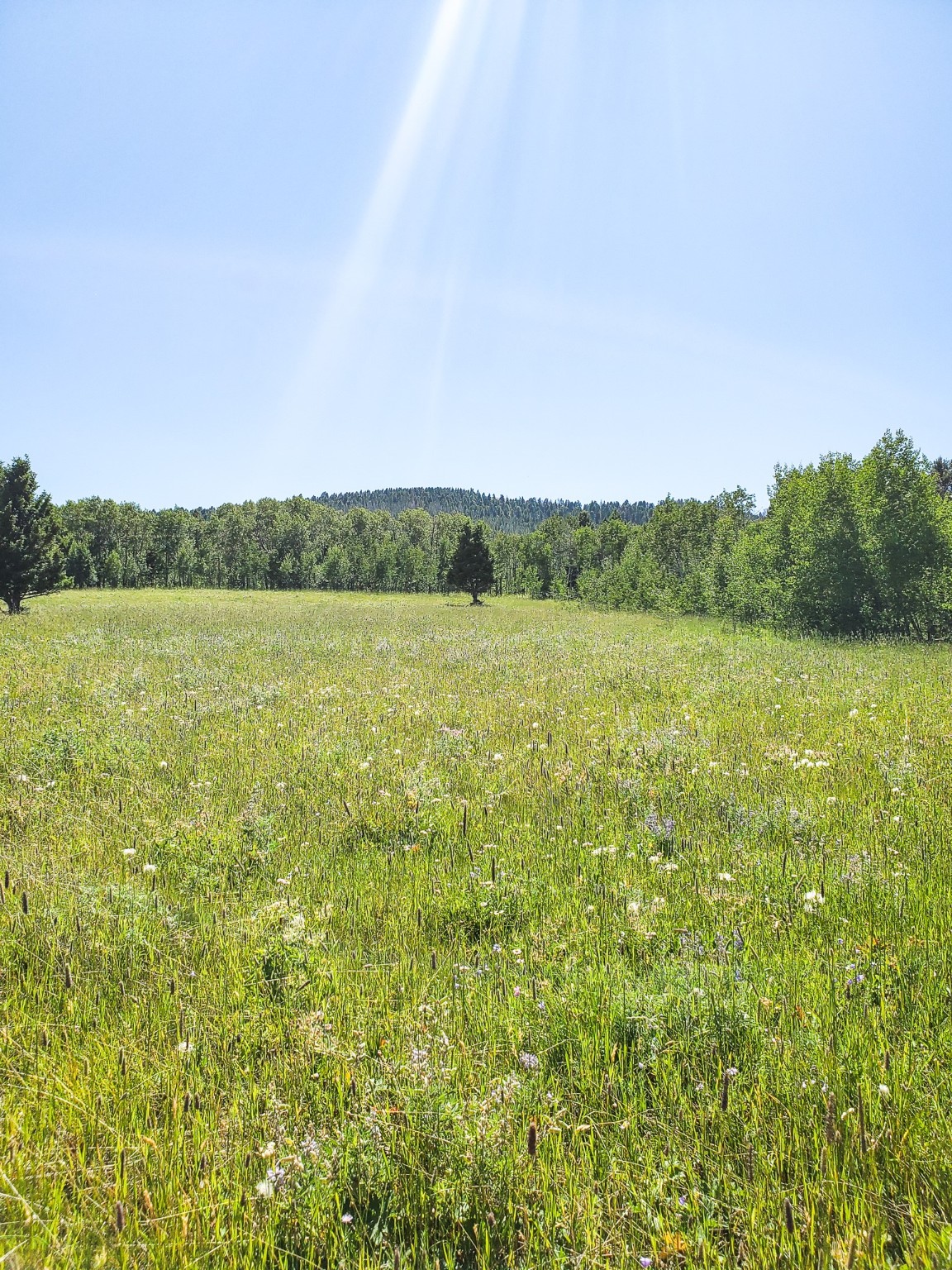Tbd Upper Deep Creek Property Photo 22