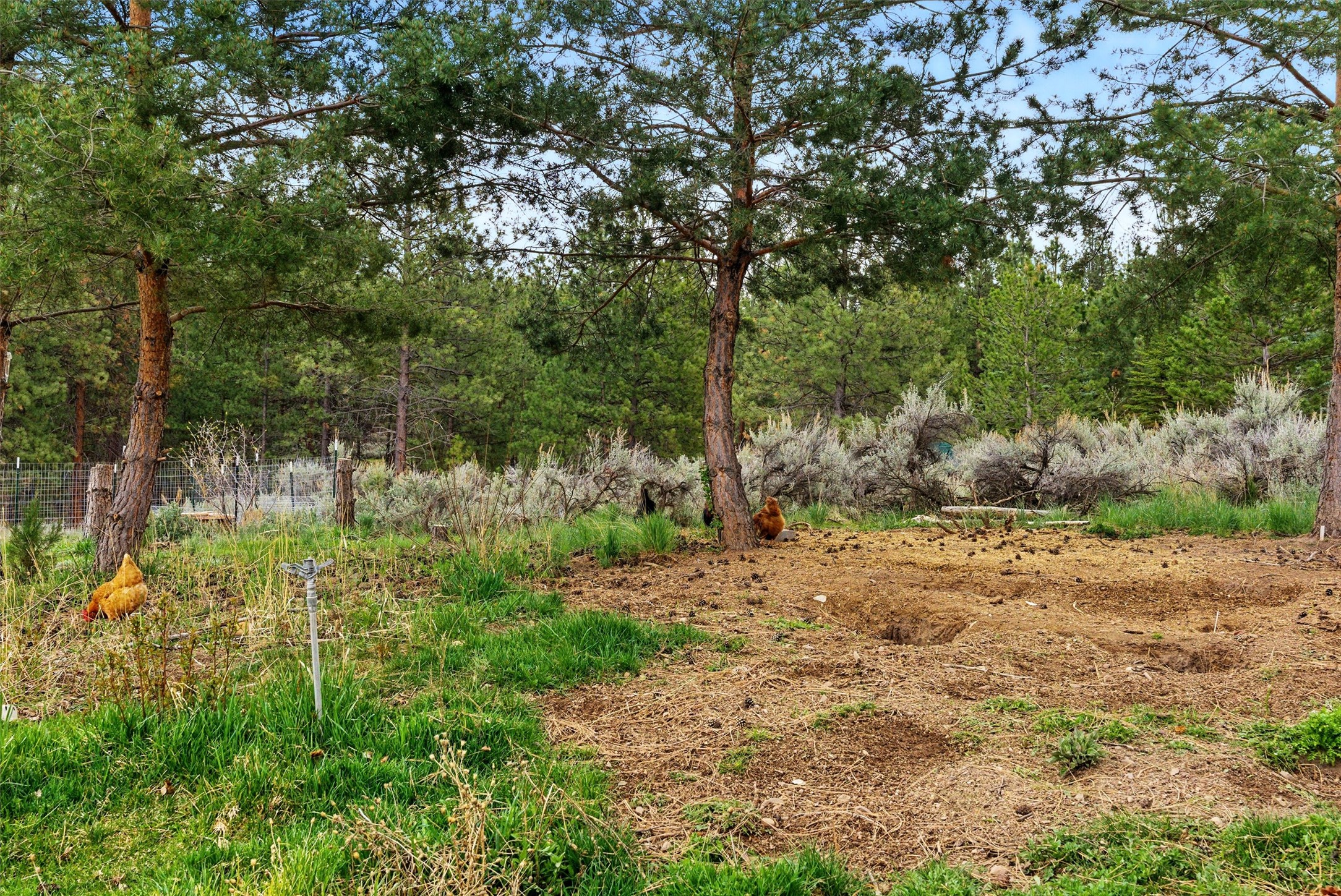 655 Treece Gulch Road Property Photo 34