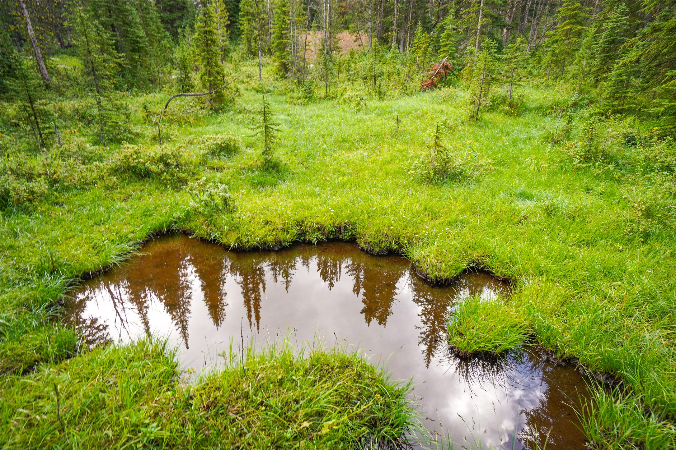 Nhn Jack Creek Property Photo 1