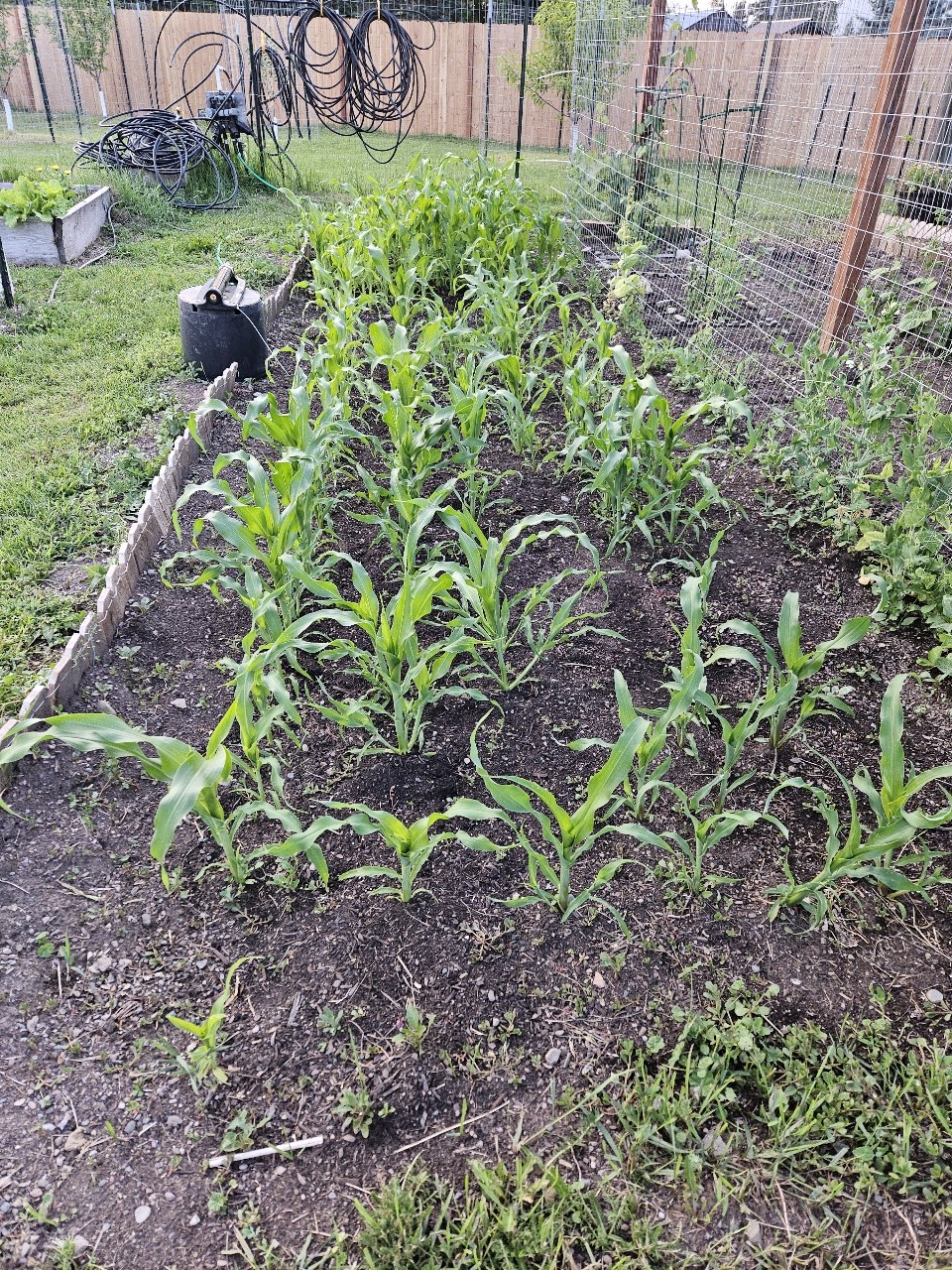 57 Fir Street Property Photo 70