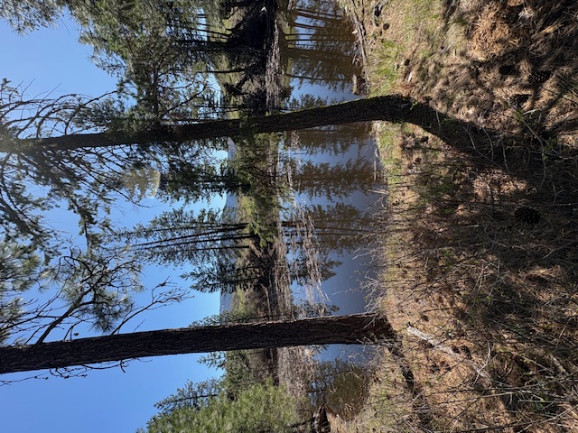 Nkn W Fork Combest Creek Road Property Photo 1