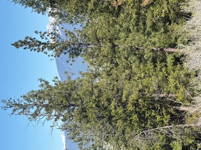 Nkn W Fork Combest Creek Road Property Photo 4