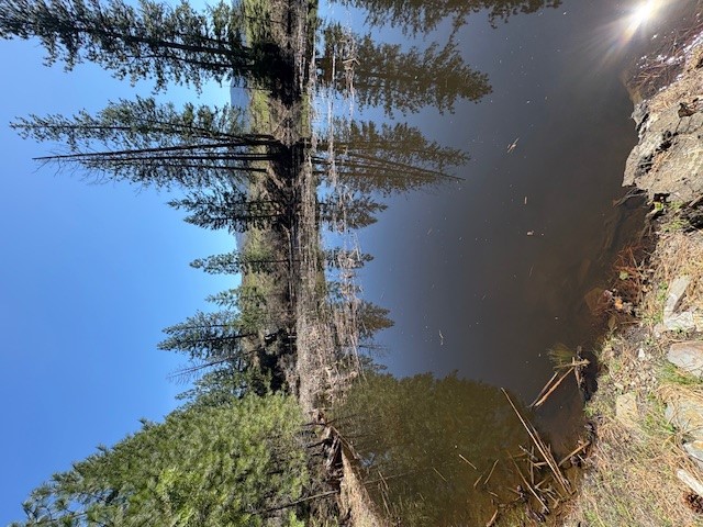 Nkn W Fork Combest Creek Road Property Photo 7