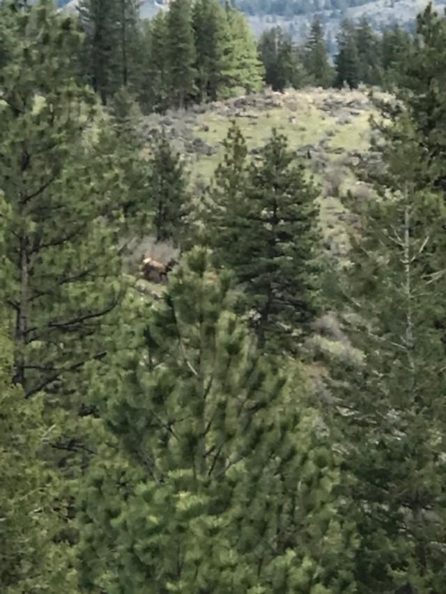 Nkn W Fork Combest Creek Road Property Photo 9