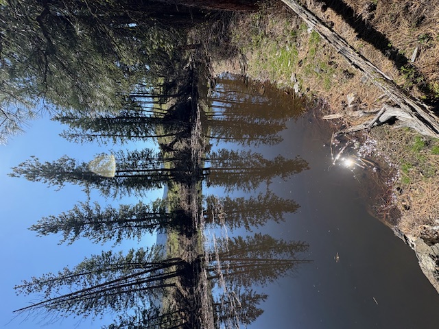 Nkn W Fork Combest Creek Road Property Photo 10