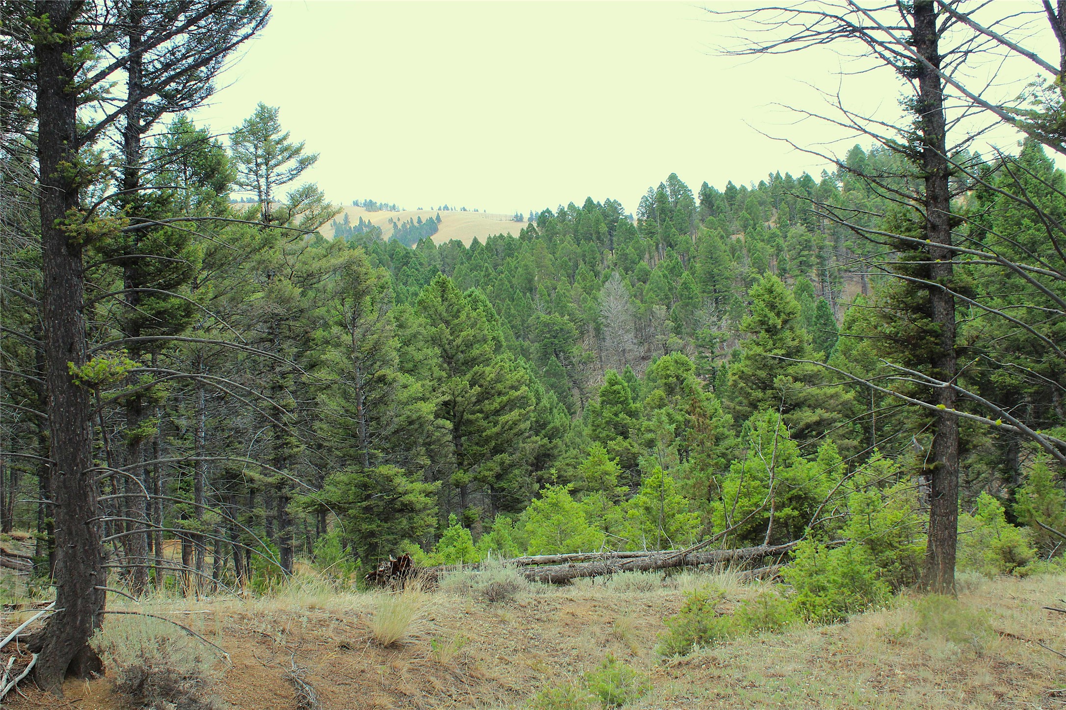 Nhn Boulder Chief Road Property Photo