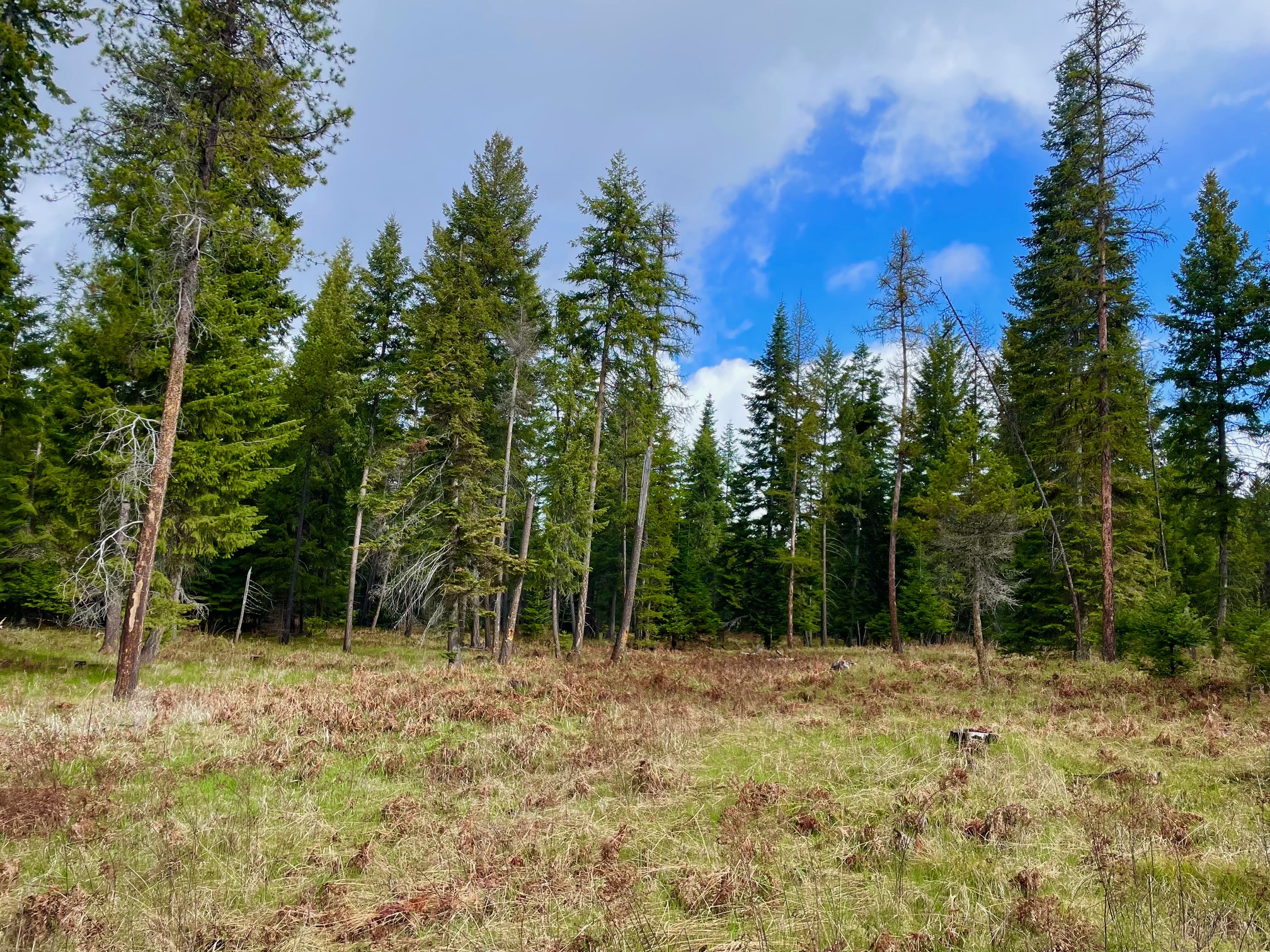 Nhn Big Fir Drive