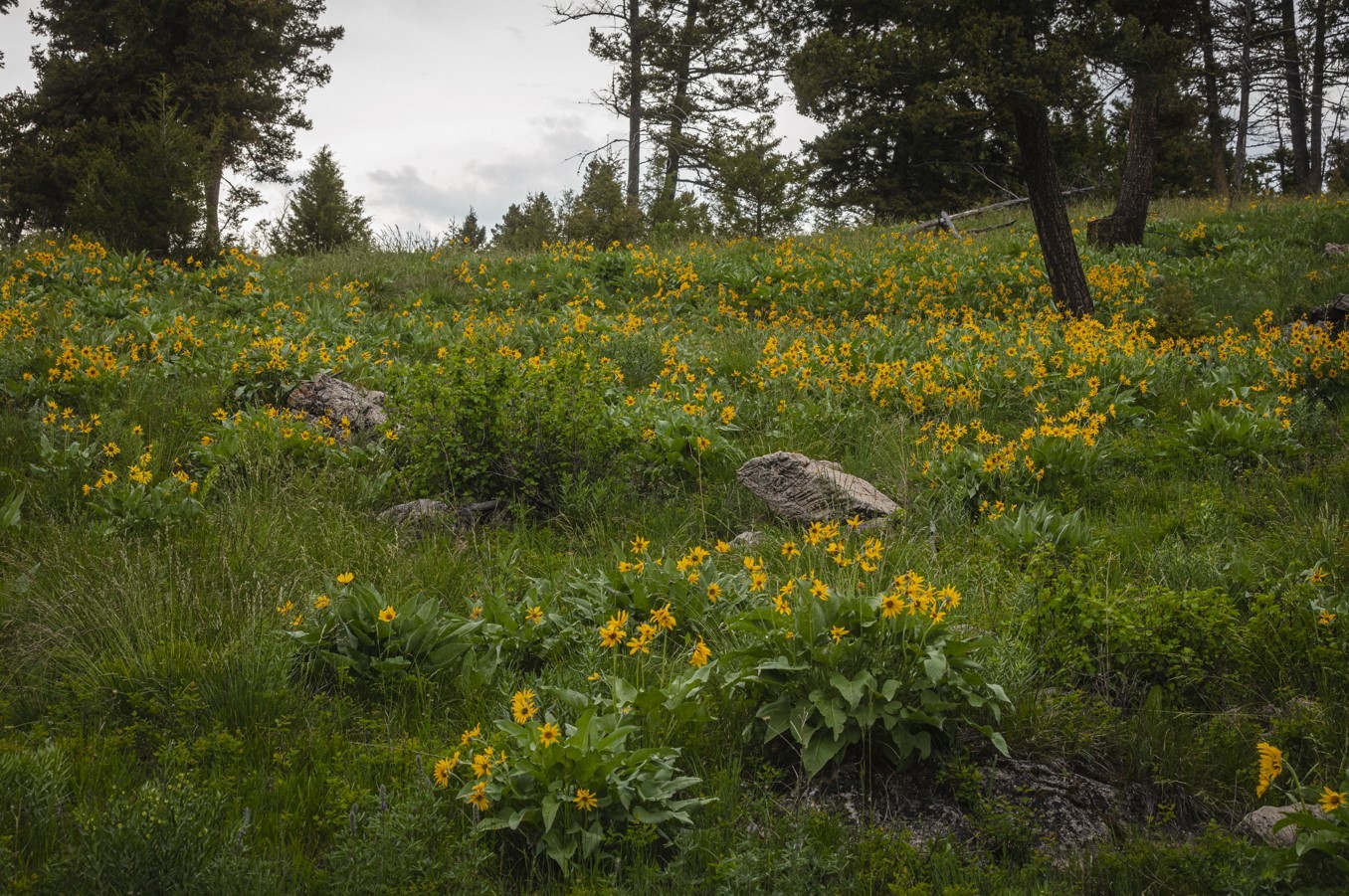 5 Tract, Bull Elk Property Photo