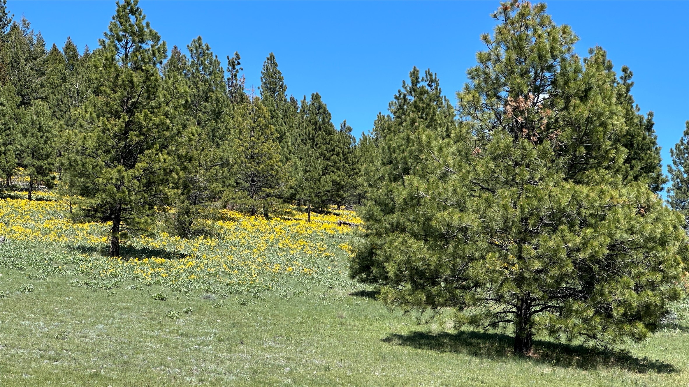 6 Tract, Bull Elk Property Photo 1