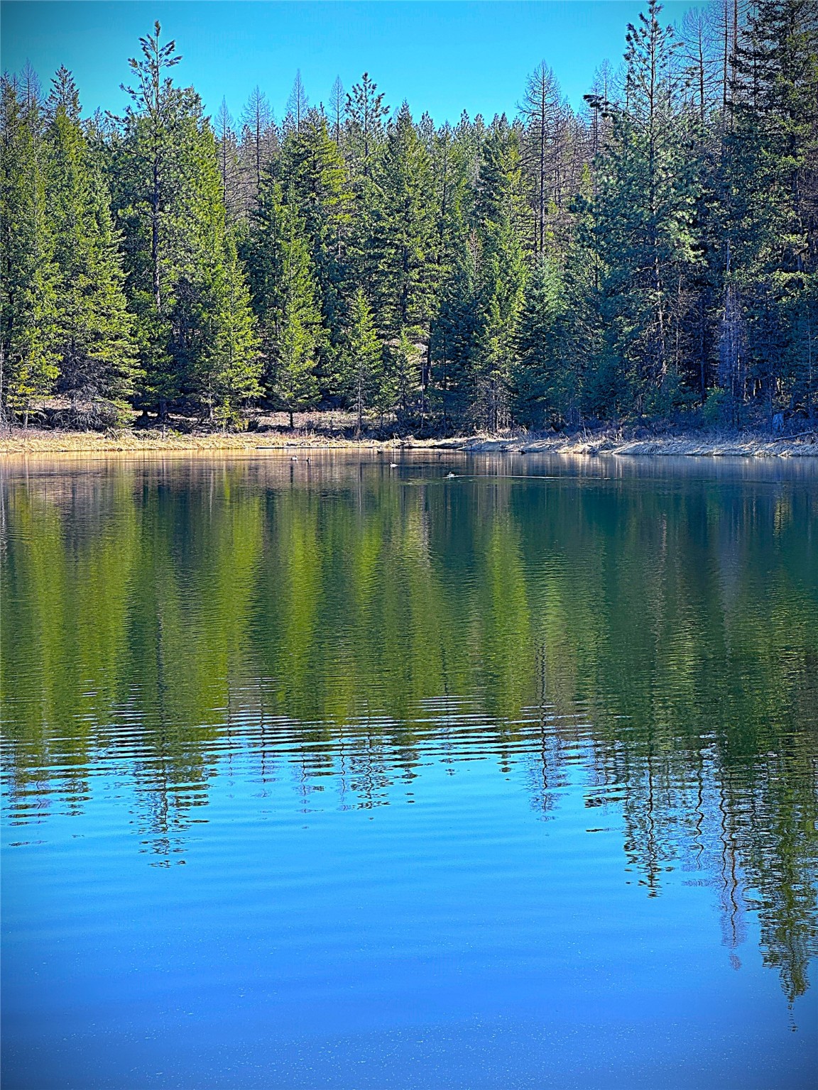 Nhn W Dodge Creek Road Property Photo 5