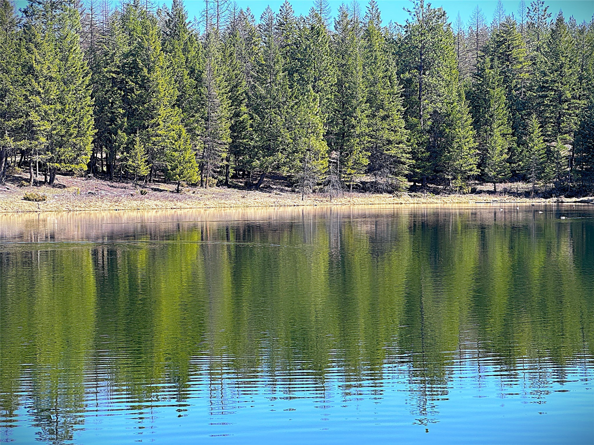 Nhn W Dodge Creek Road Property Photo 6