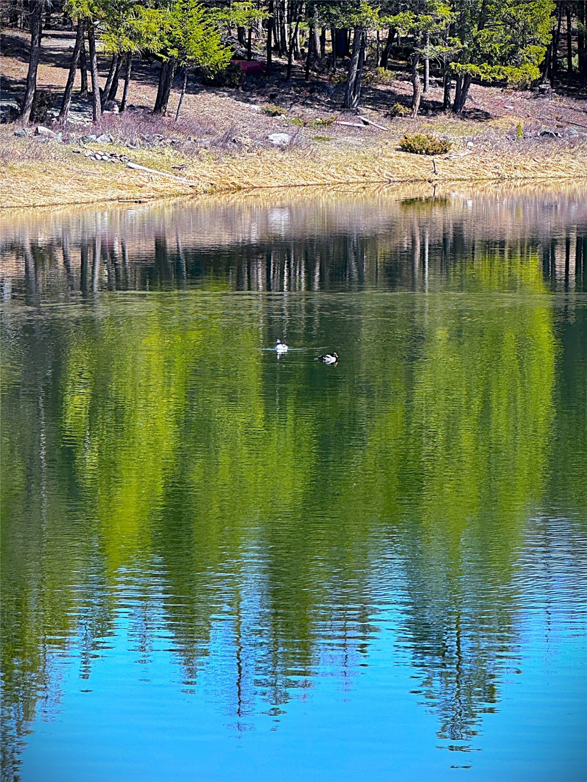 Nhn W Dodge Creek Road Property Photo 8